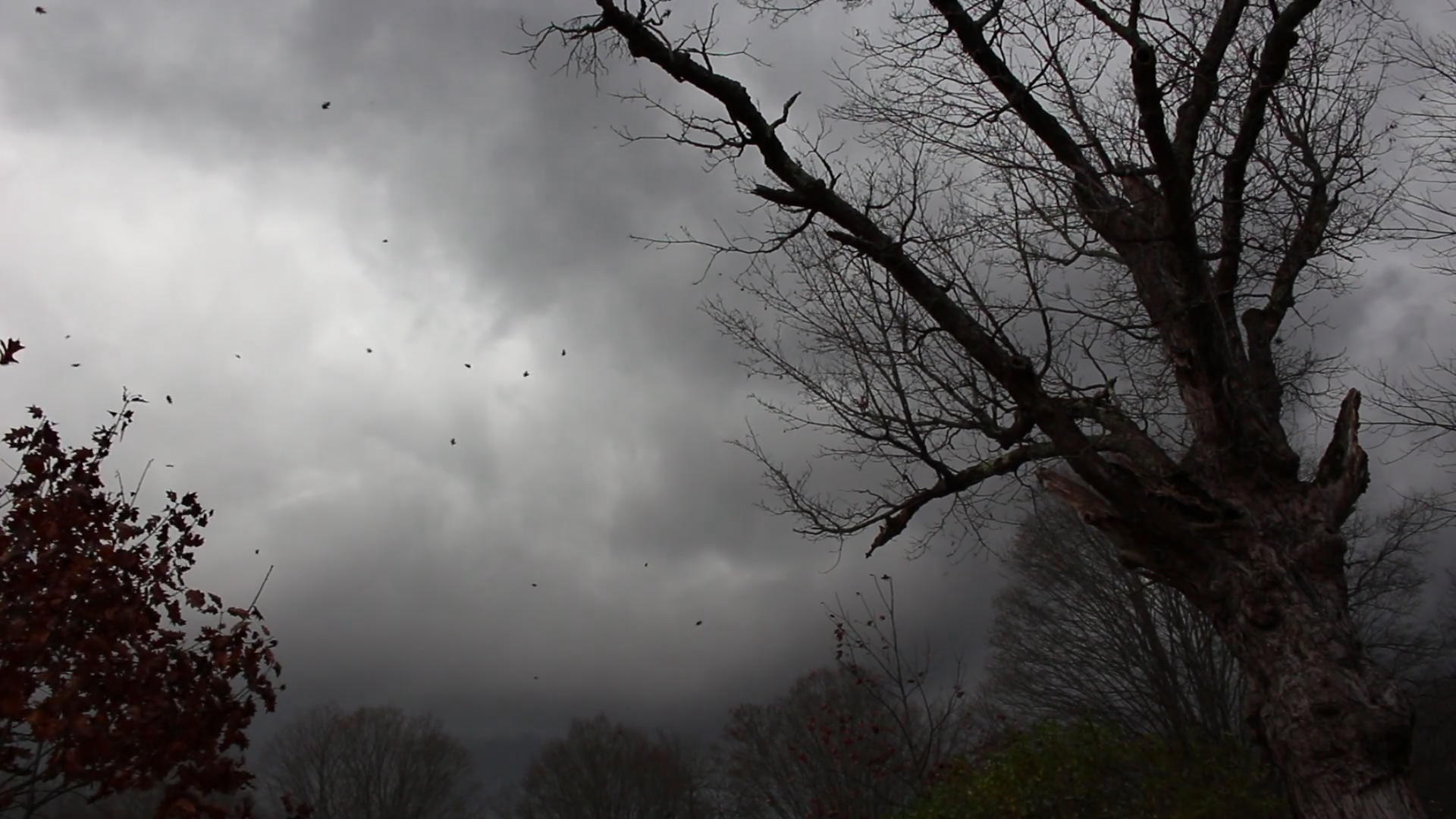videoblocks-moody-trees-with-stormy-skies-and-winds_b37qs9amg_thumbnail-full01